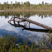 Карельская ламбушка. :: Наталия Владимирова