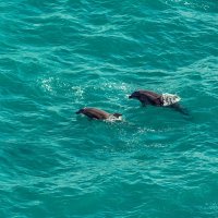 Дельфины, Крым :: Tata Gorbunova
