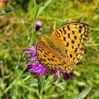 Перламутровка адиппа, или Перламутровка красная (лат. Fabriciana adippe, syn. Argynnis adippe :: vodonos241 