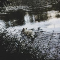 Собака в реке :: august 32