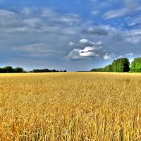 Пшеничное поле :: Владимир 