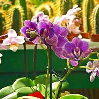 на фоне кактусов снимаем орхидею... :: Александр Корчемный
