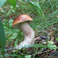 белый гриб :: Laryan1 
