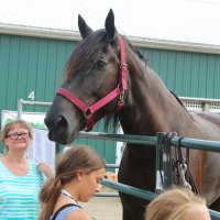 Невероятные размеры коня на сельхозвыставке в США :: Leha F