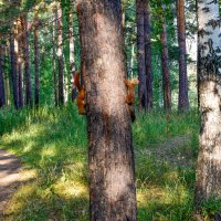 К кому-то одна белочка приходит, а к суровым мужикам из Сибири две! :: Владимир Звягин