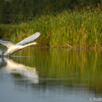 Взлетающий лебедь :: Сергей 