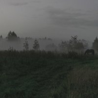 Лошадь в тумане :: Илья Киряков
