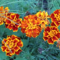 Marigolds :: Наталья Герасимова