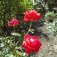 Июльские розы :: Agnivarshi Малтыз