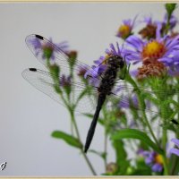 SYMPETRUM danae :: OLLES 