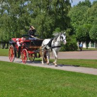 Конные прогулки по кусково :: Константин Анисимов