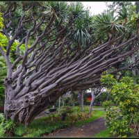 Madeira, Funchal. 2015. :: Jossif Braschinsky