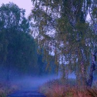 Лес укрывается туманом :: Юлия Лушникова