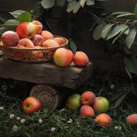 персики, яблоки...Урожай. :: Сергей Фунтовой 