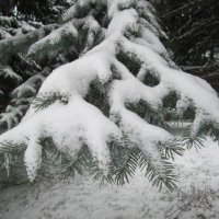 Голубая ель под снегом :: Алексей Кузнецов