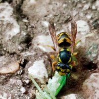 Смертельный поцелуй... Жизнь насекомых... Deadly kiss... Life of insects... :: Сергей Леонтьев