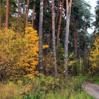 Умирают в листьях нервы лета... :: Лесо-Вед (Баранов)