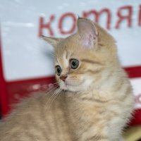 ВЫСТАВКА КОШЕК В СОКОЛЬНИКАХ 09 09 2018 :: Игорь Герман