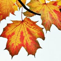 Листья клёна осенью :: Leonid Tabakov