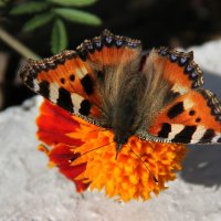 Бабочка :: Vlad Сергиевич