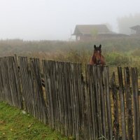 Осенняя грусть :: Галина Козлова 