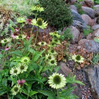 Эхинацея пурпурная — Echinacea purpurea. Green Jewel :: Елена Павлова (Смолова)