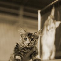 Котёнок :: Aнна Зарубина