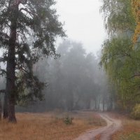 Тумана дождевая грусть... :: Лесо-Вед (Баранов)