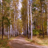 Осенняя берёзовая роща. :: Мила Бовкун