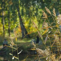 Уголок старого парка (2) :: Виталий 