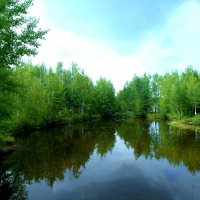лесной водоем :: Владимир 