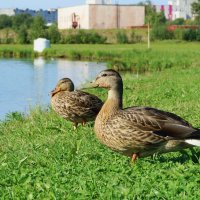 Городские утки :: Елена Перевозникова