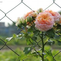 Розы на сетке :: Ольга Сельницына