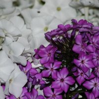 Красивые цветы :: Натали V