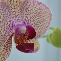 орхидея :: Елена Шмойлова