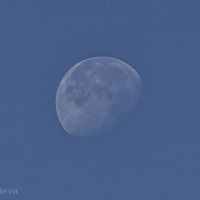 Утренняя Луна :: Marina Vassileva