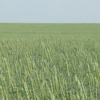 Пшеничное поле. :: Андрей 