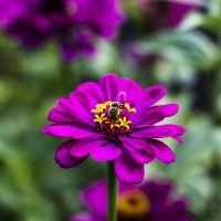 Bee on a flower :: Lyuda Chesnokova