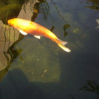 Золотая рыбка. :: Serb 