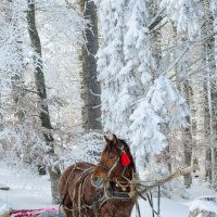 Лошадь в лесу :: Сергей Гаина