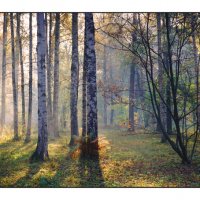 лес утром.. :: Nikolay Sorokin