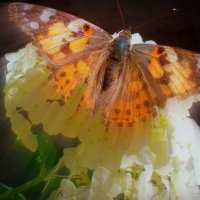 бабочка :: Сурвилова луиза 