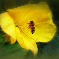 пчелка :: Сурвилова луиза 