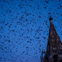 Суздальская хичкоковщина :: Дмитрий С