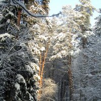 Зимний лес :: Сергей Владимиров