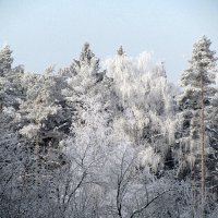 Зимний лес :: Сергей Владимиров