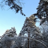 Зимний лес :: Сергей Владимиров