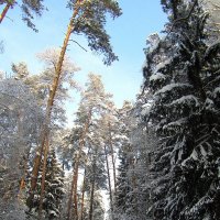 Зимний лес :: Сергей Владимиров