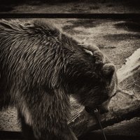 Медведь :: Иван Клипацкий