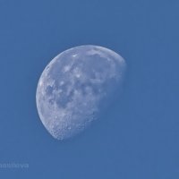 Утренняя Луна :: Marina Vassileva
